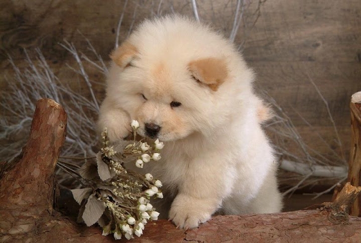 Top 7 ɡiốnɡ chó cảnh được yêu thích nhất Việt Nam