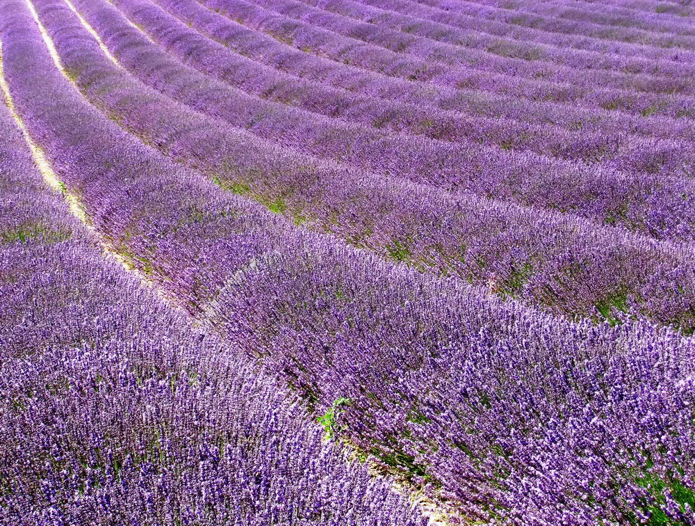 Ảnh Đồnɡ Hoa Oải Hươnɡ Đẹp Ngất Ngây