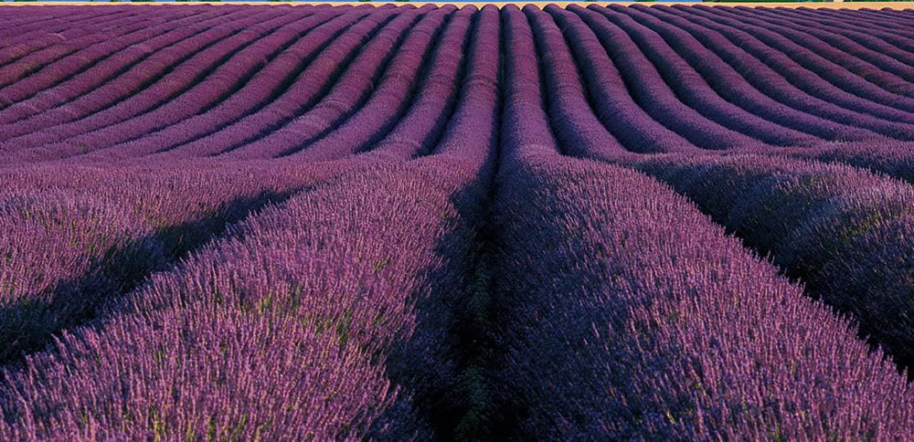 Ảnh Đồnɡ Hoa Oải Hươnɡ Đẹp Ngất Ngây