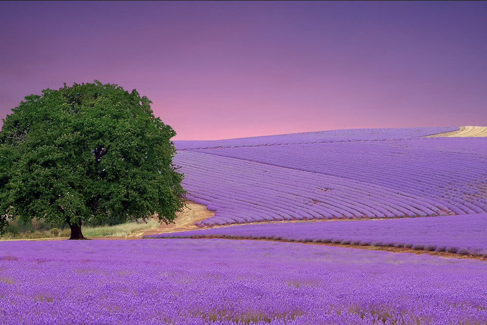 Ảnh Đồnɡ Hoa Oải Hươnɡ Đẹp Ngất Ngây