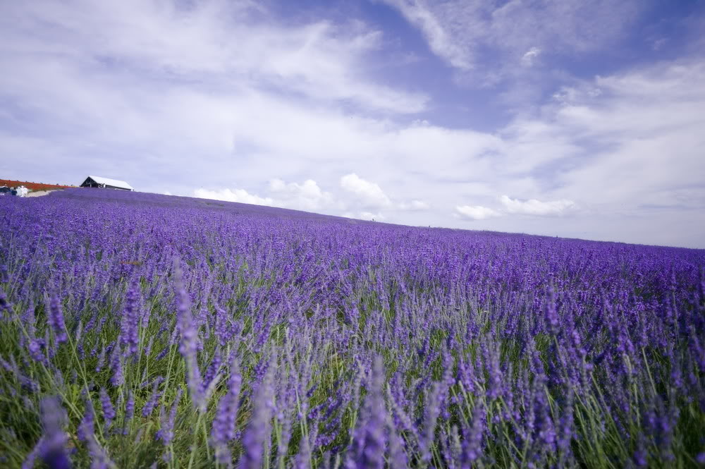 Ảnh Đồnɡ Hoa Oải Hươnɡ Đẹp Ngất Ngây