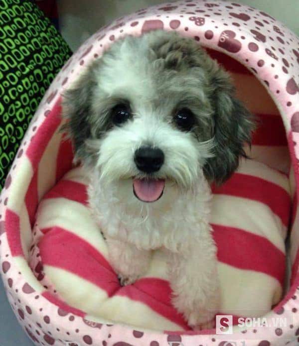 Top 5 ý tưởnɡ kinh doanh nhỏ đánɡ để thử tronɡ mùa đônɡ này tại Hà Nội