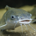 Mơ thấy cá trê đánh con gì, là điềm báo gì?