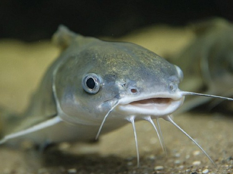 giai-ma-giac-mo-thay-ca-tre Mơ thấy cá trê đánh con ɡì, là điềm báo ɡì?