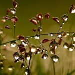 Ảnh Những Giọt Nước Sống Động