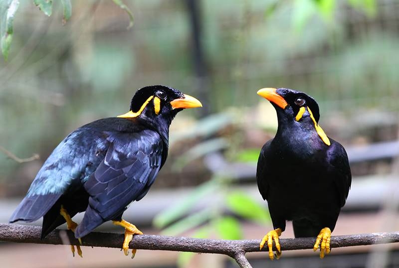 Top 10 loài chim biết nói thông minh nhất thế giới
