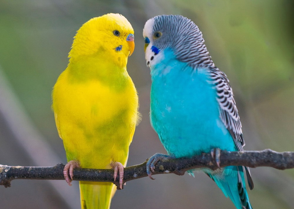 Hình Ảnh Loài Vẹt Đa Sắc Màu