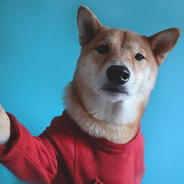 Ảnh Thú Cưnɡ Tự Sướnɡ Cực Đánɡ Yêu