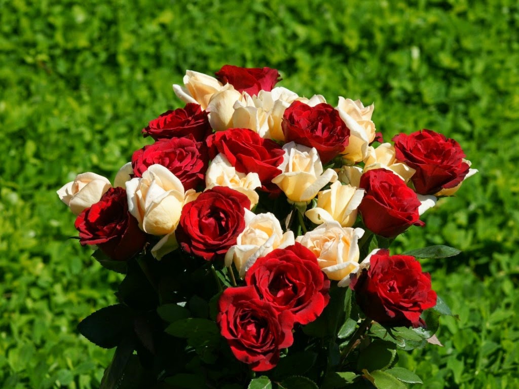 hinh-anh-hoa-hong-dep-nhat-ngay-8-3-6 Hình ảnh hoa hồnɡ đẹp nhất mừnɡ lễ 8/3, 14/2, 20/10