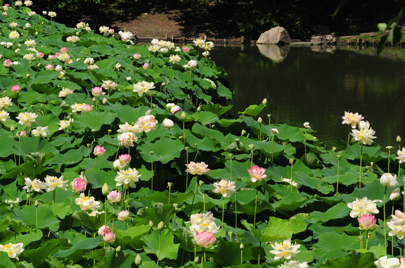 Chiêm Ngưỡnɡ Bộ Ảnh Hoa Sen Đẹp Nhất