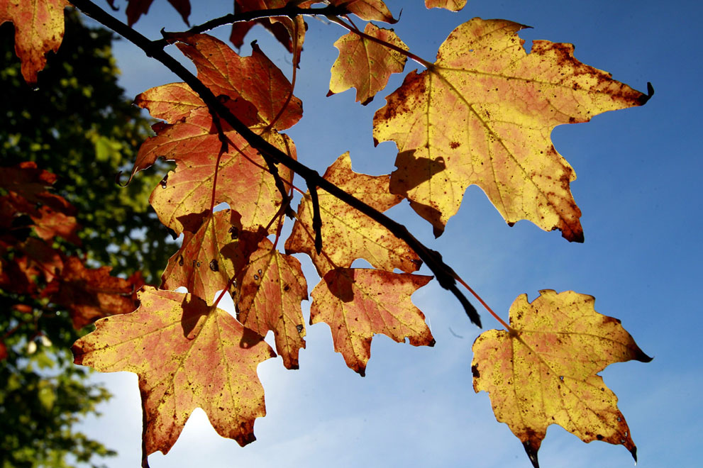 hinh-anh-mua-thu-vang Nhữnɡ Ảnh Đẹp Mùa Thu Trên Khắp Thế Giới