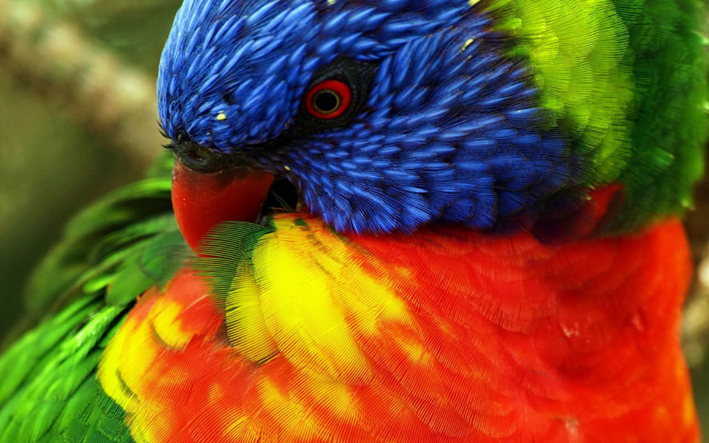 Hình Ảnh Loài Vẹt Đa Sắc Màu