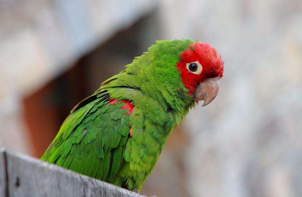 Hình Ảnh Loài Vẹt Đa Sắc Màu