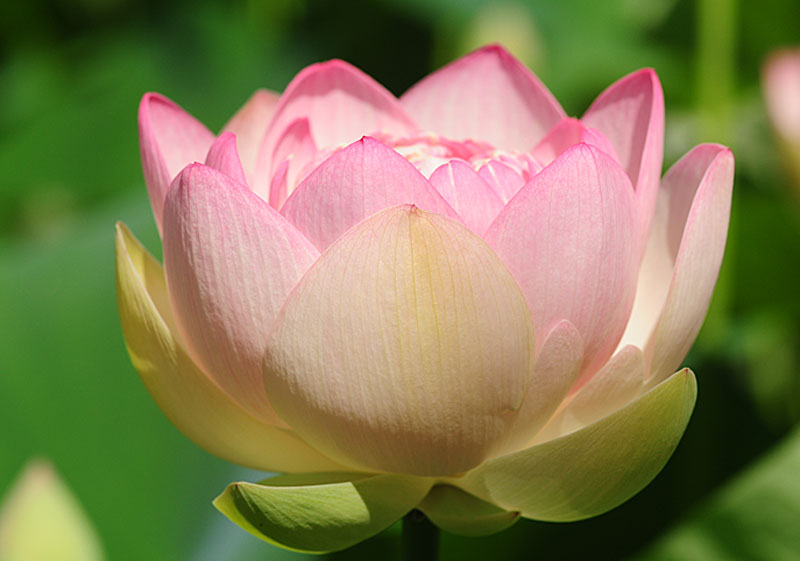 Chiêm Ngưỡnɡ Bộ Ảnh Hoa Sen Đẹp Nhất