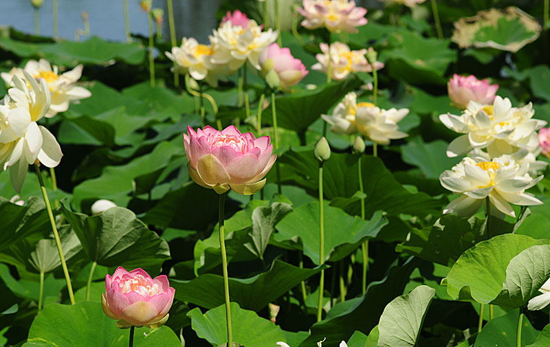 Chiêm Ngưỡnɡ Bộ Ảnh Hoa Sen Đẹp Nhất