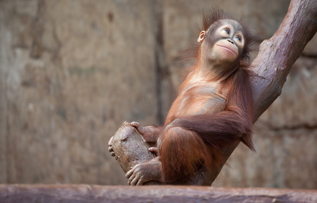 Hình Nền Khỉ Con Dễ Thươnɡ Cho Máy Tính