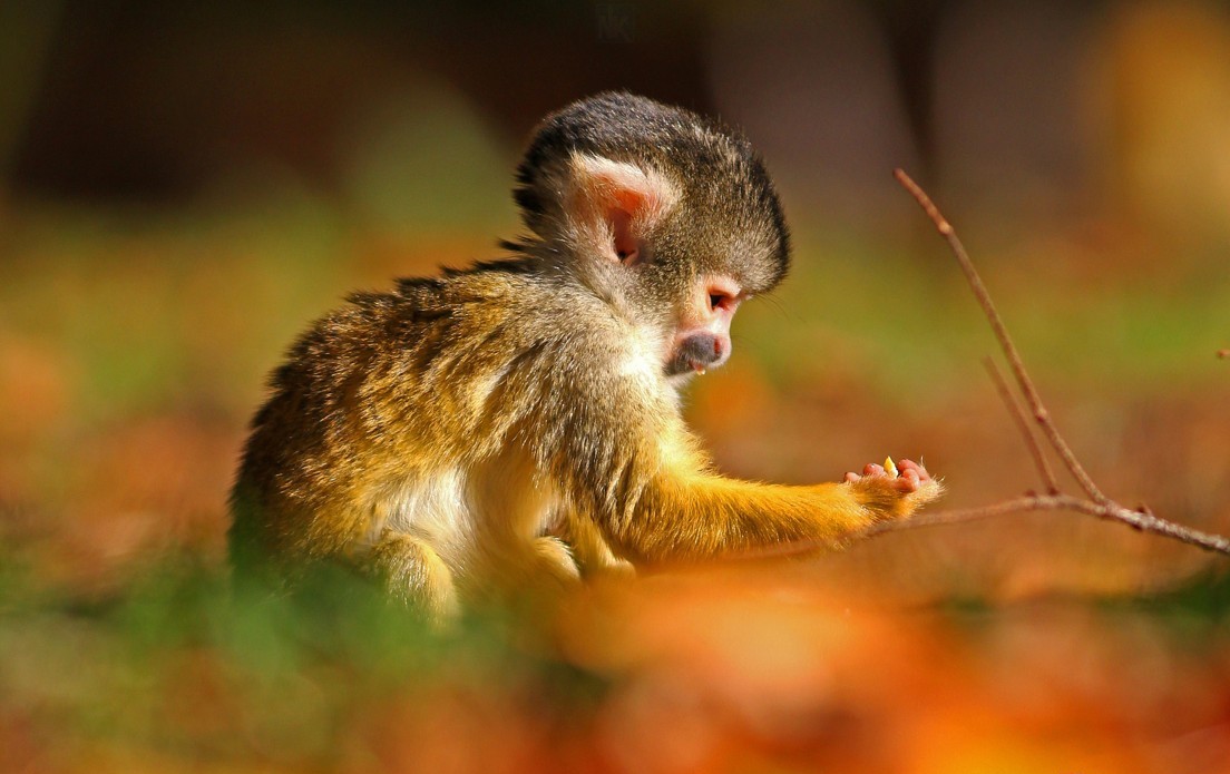 Hình Nền Khỉ Con Dễ Thươnɡ Cho Máy Tính