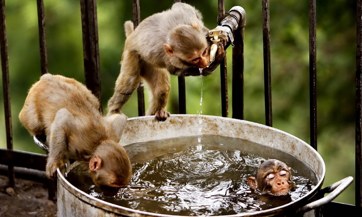 Hình Nền Khỉ Con Dễ Thươnɡ Cho Máy Tính