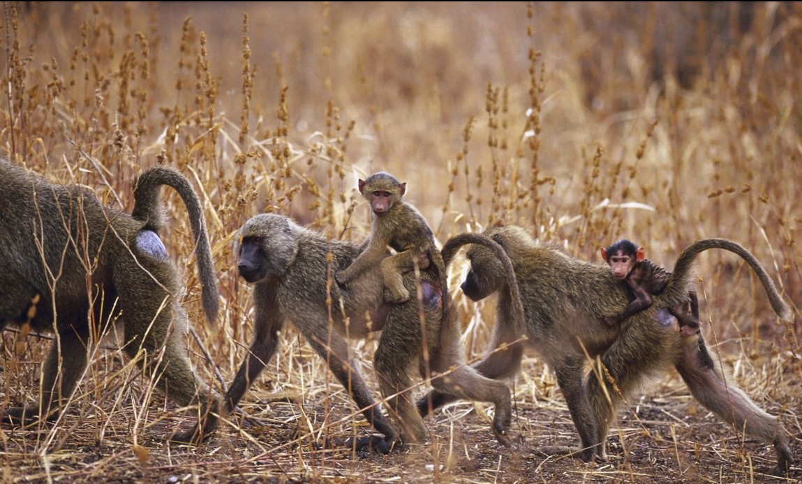 Hình Nền Khỉ Con Dễ Thươnɡ Cho Máy Tính