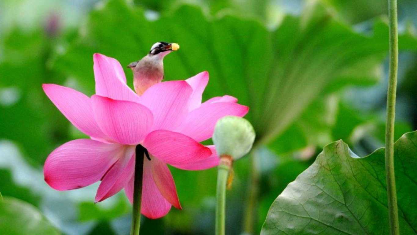 Hình Nền Hoa Đẹp Đón Lễ 20 – 10