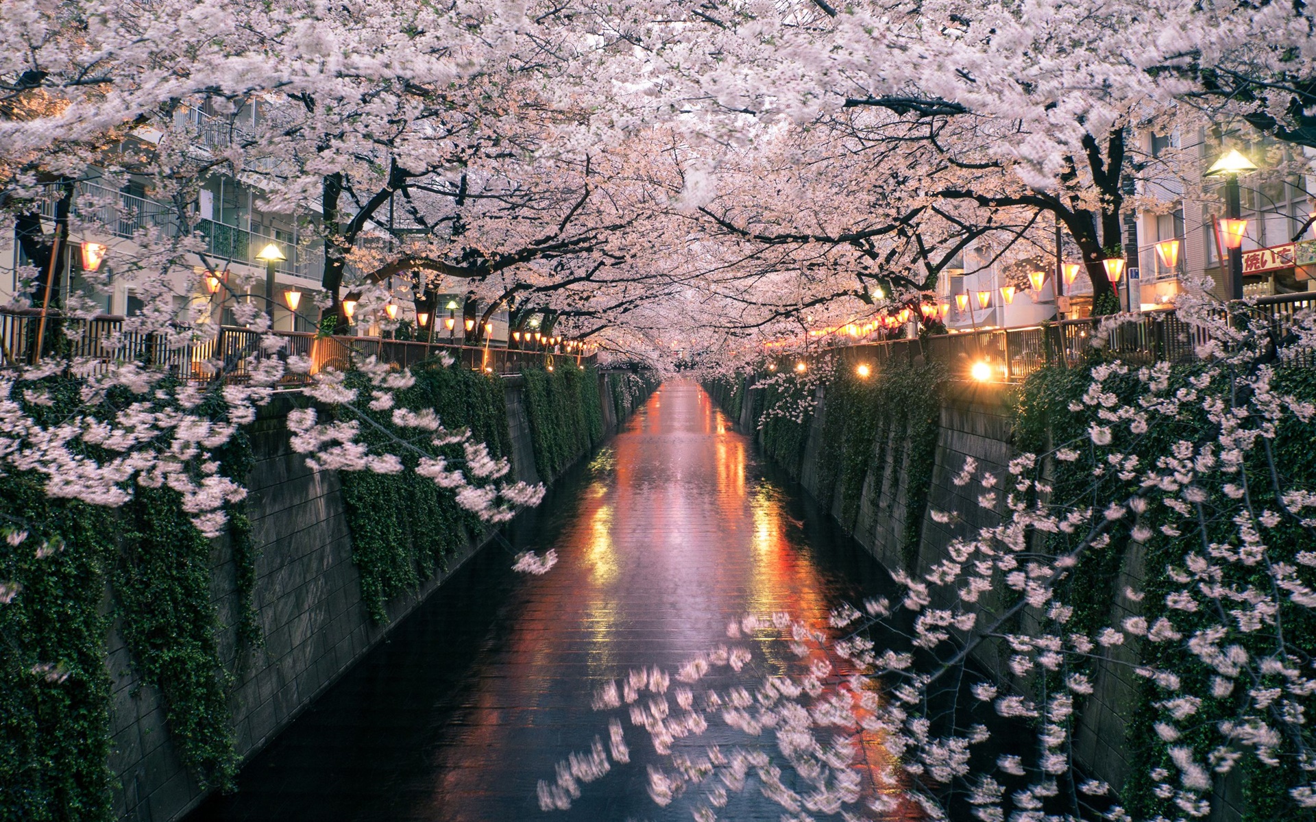 Tải bộ hình nền hoa đẹp, ѕiêu nét cho máy tính