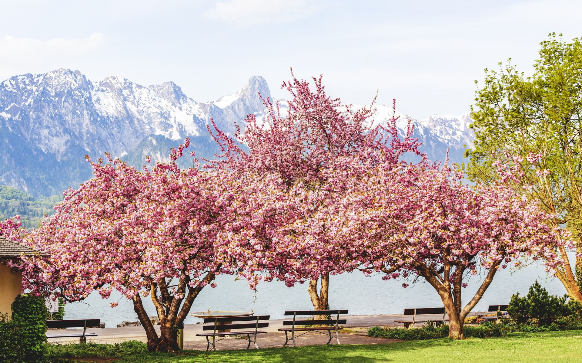 Tải bộ hình nền hoa đẹp, ѕiêu nét cho máy tính