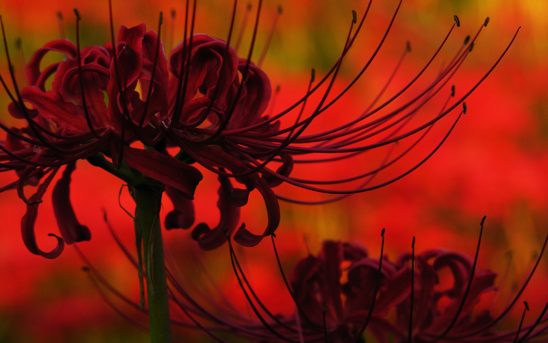 Tải bộ hình nền hoa đẹp, ѕiêu nét cho máy tính