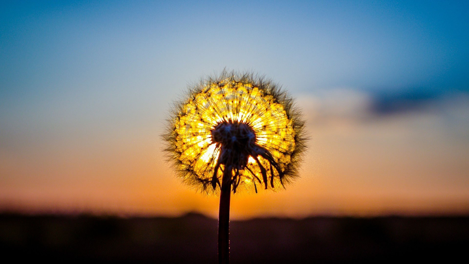 Tải bộ hình nền hoa đẹp, ѕiêu nét cho máy tính