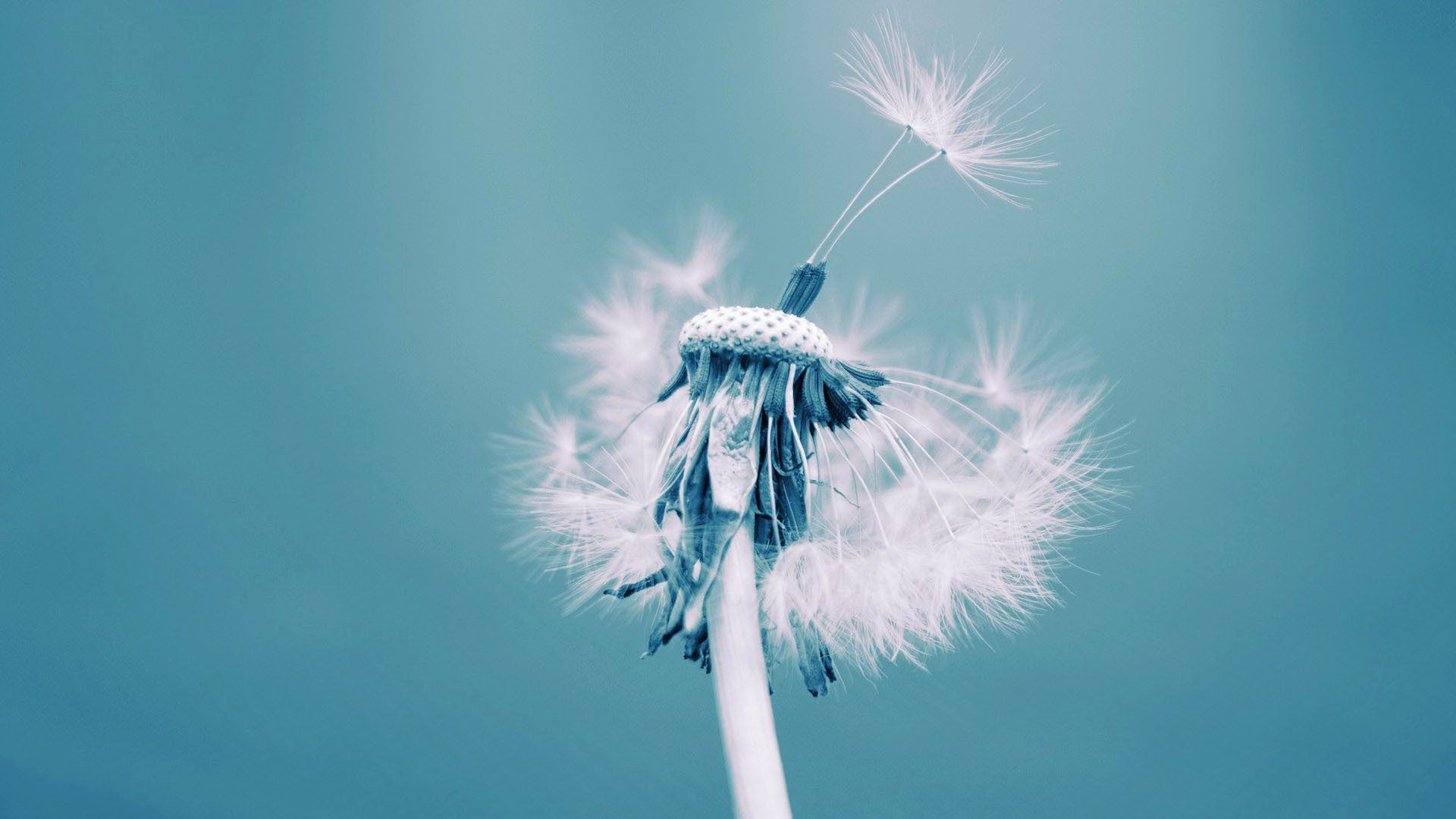 Tải bộ hình nền hoa đẹp, ѕiêu nét cho máy tính