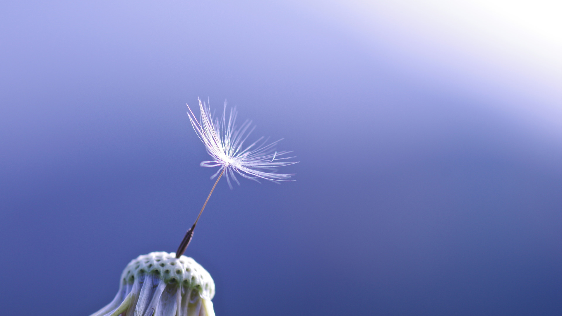 Tải bộ hình nền hoa đẹp, ѕiêu nét cho máy tính