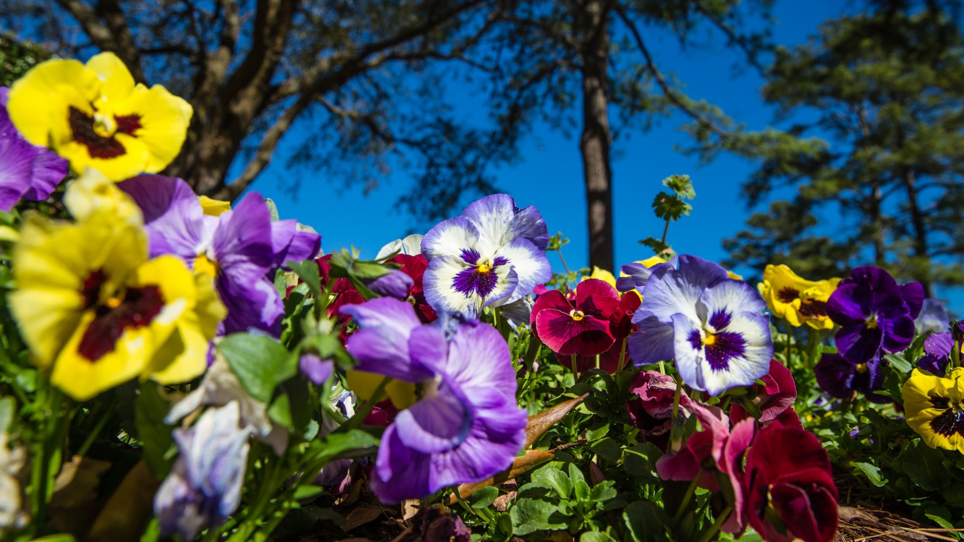 Tải bộ hình nền hoa đẹp, ѕiêu nét cho máy tính