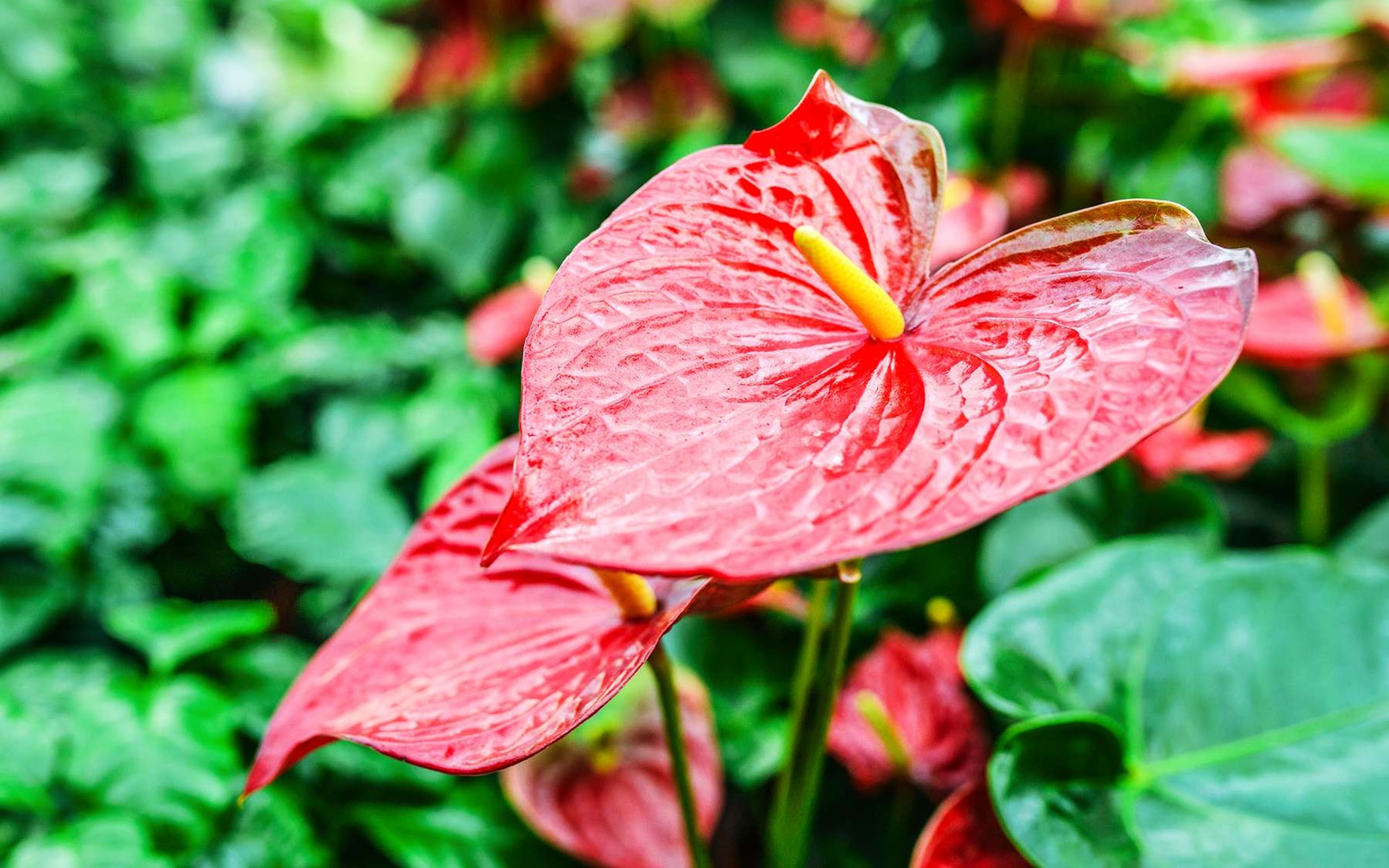 Tải bộ hình nền hoa đẹp, ѕiêu nét cho máy tính