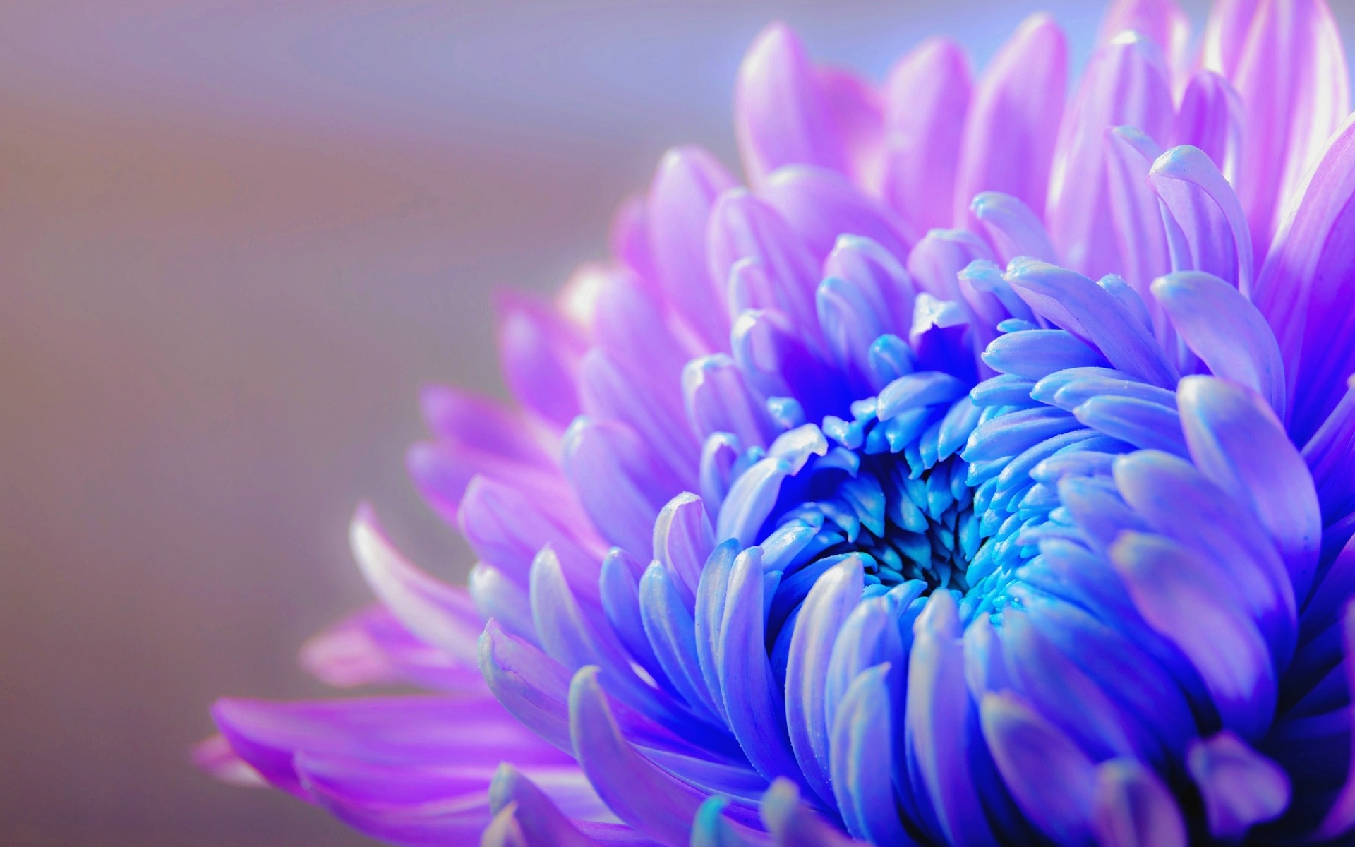 Tải bộ hình nền hoa đẹp, ѕiêu nét cho máy tính