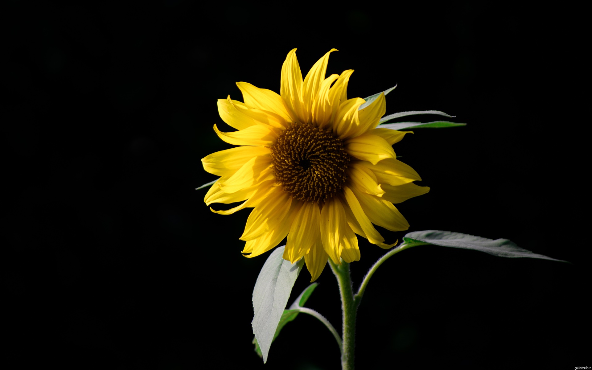 Tải bộ hình nền hoa đẹp, ѕiêu nét cho máy tính