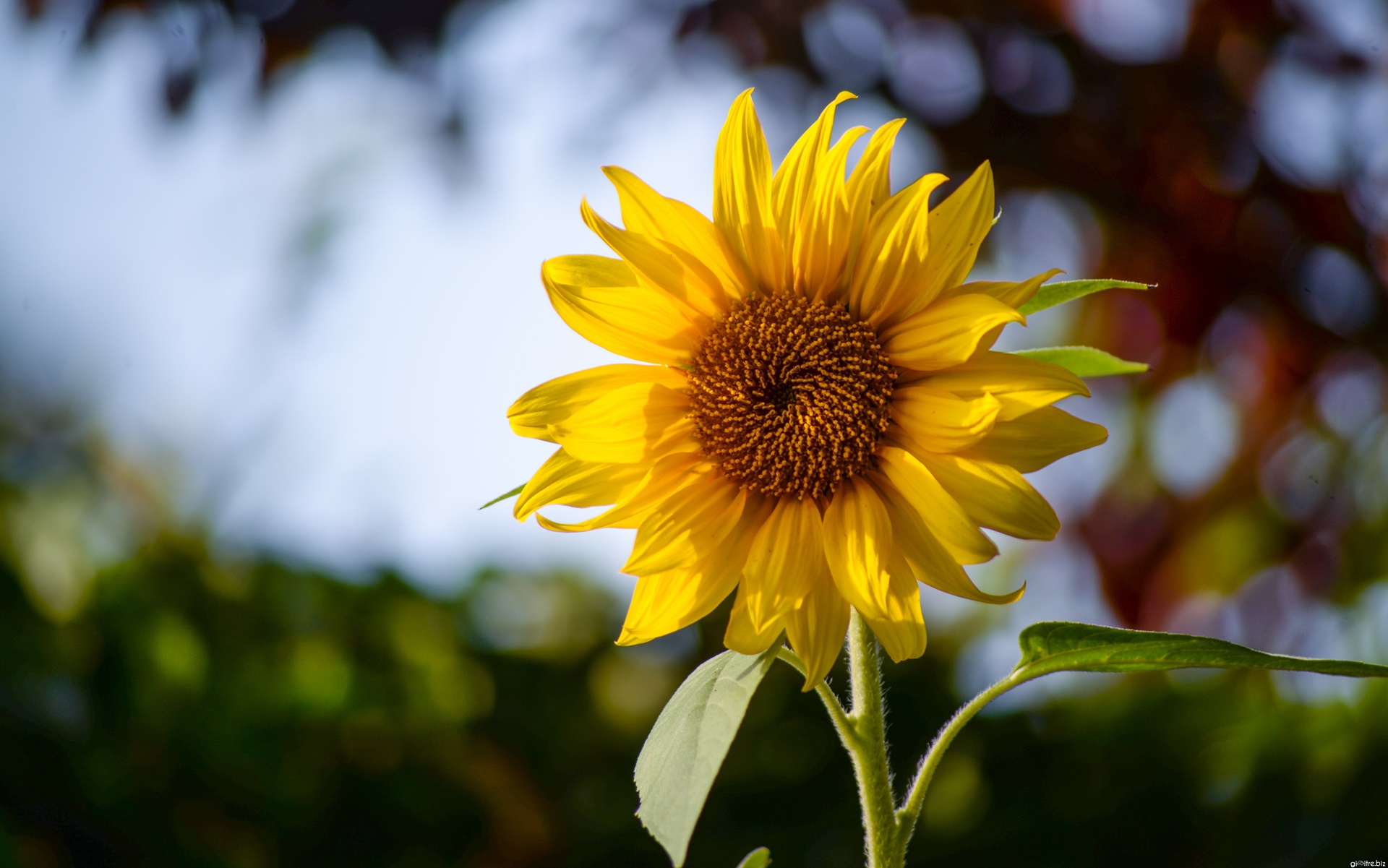 Tải bộ hình nền hoa đẹp, ѕiêu nét cho máy tính