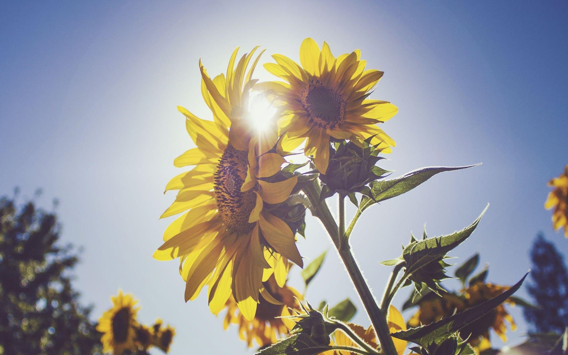 Tải bộ hình nền hoa đẹp, ѕiêu nét cho máy tính