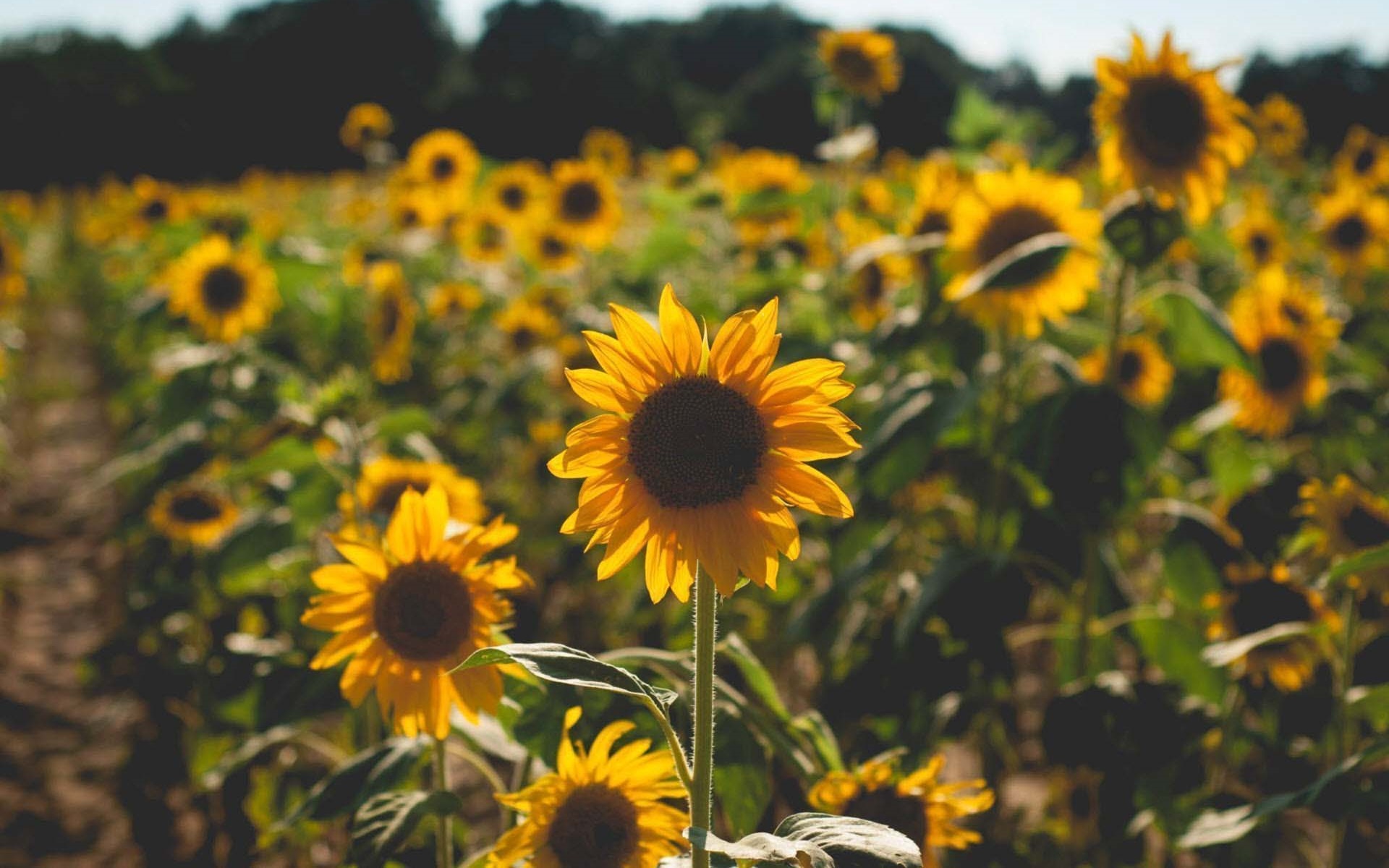 Tải bộ hình nền hoa đẹp, ѕiêu nét cho máy tính