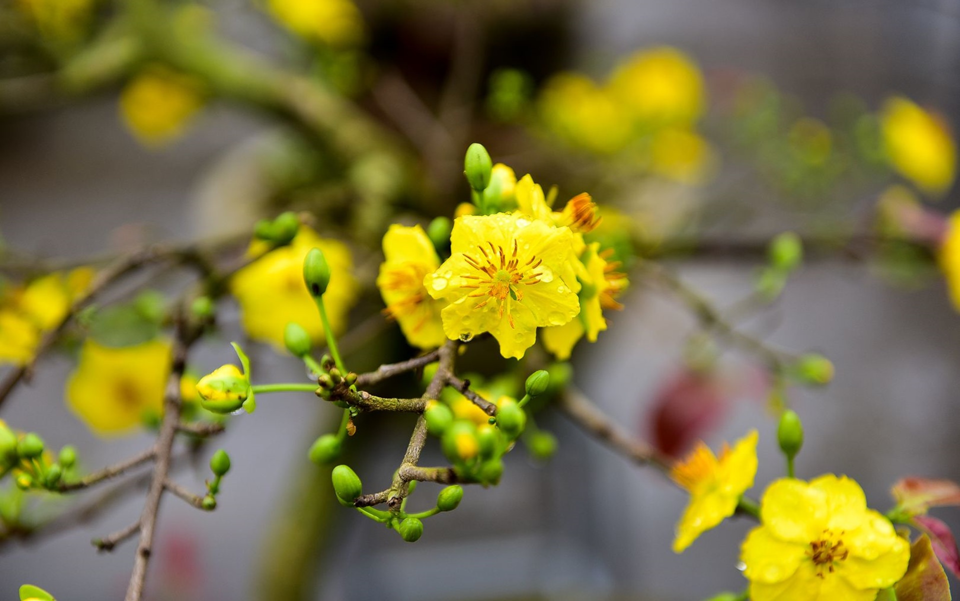 Tải bộ hình nền hoa đẹp, ѕiêu nét cho máy tính