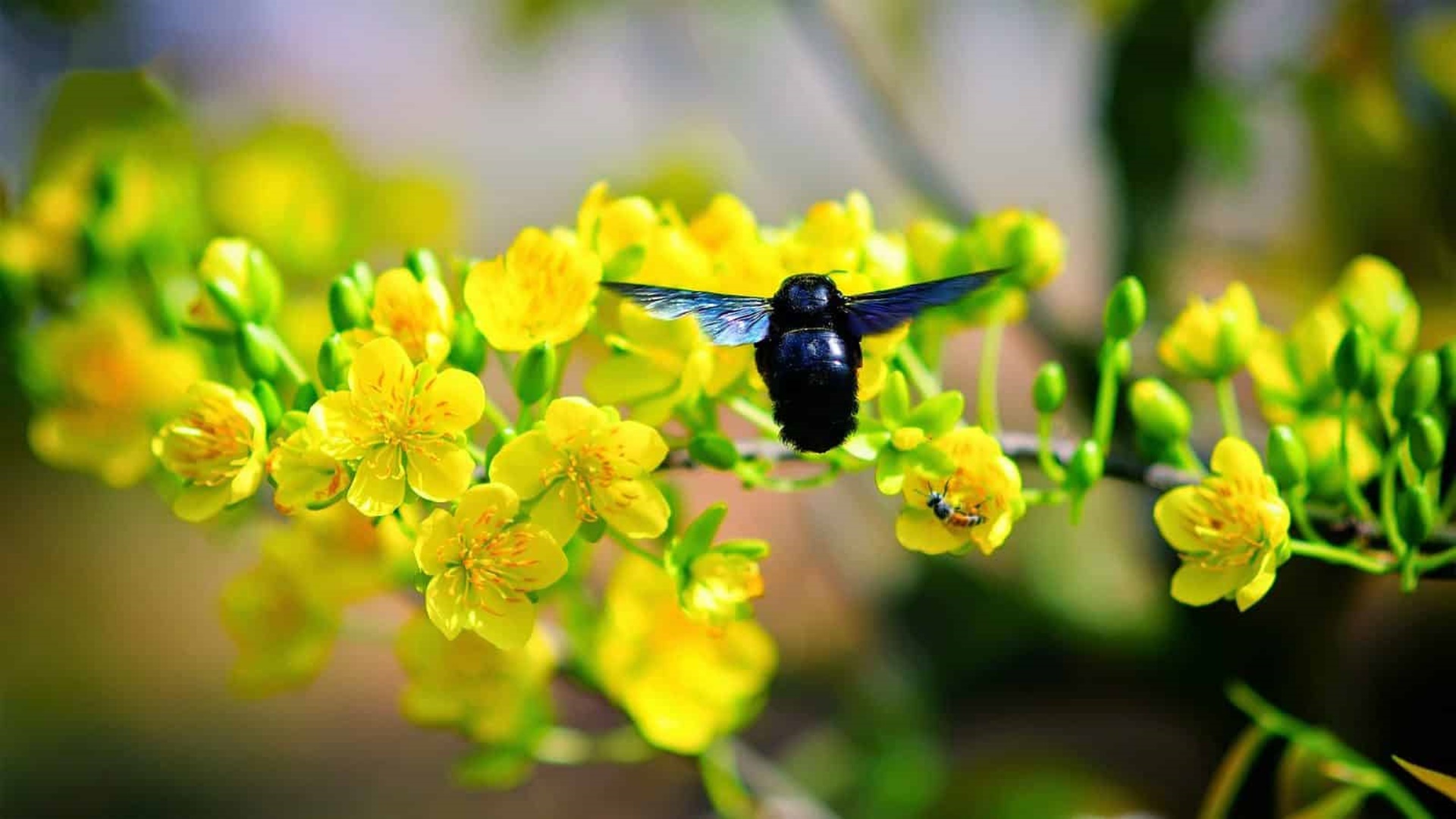 Tải bộ hình nền hoa đẹp, ѕiêu nét cho máy tính