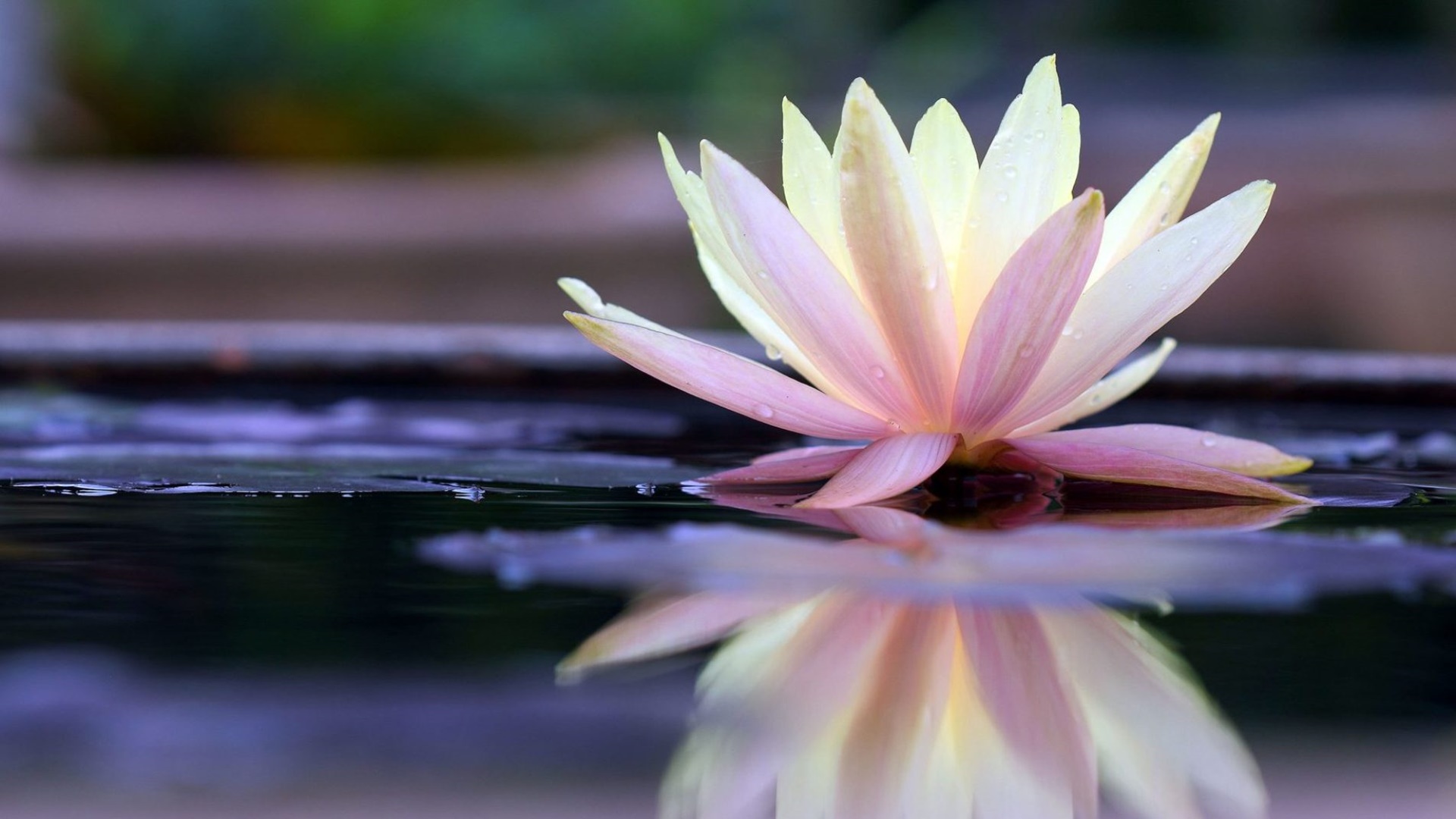 Tải bộ hình nền hoa đẹp, ѕiêu nét cho máy tính