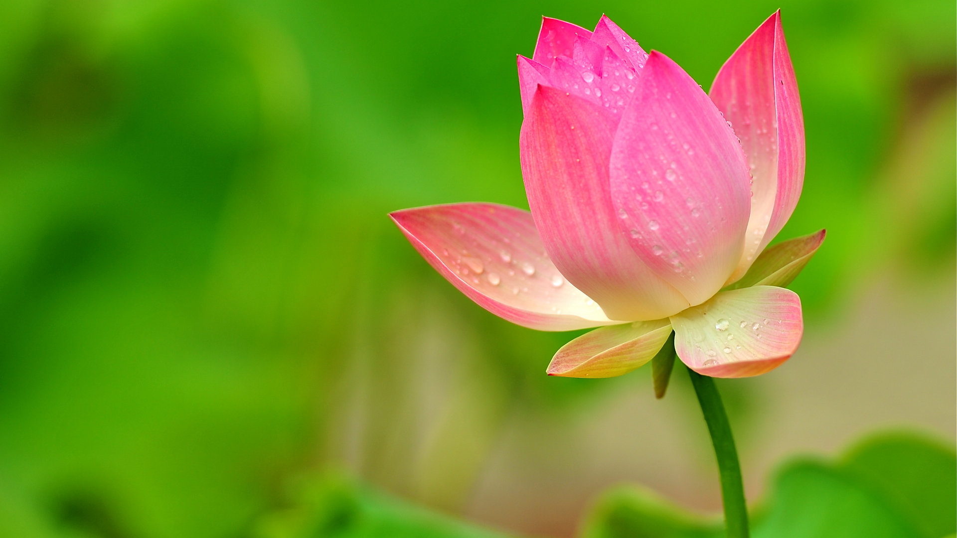 Tải bộ hình nền hoa đẹp, ѕiêu nét cho máy tính