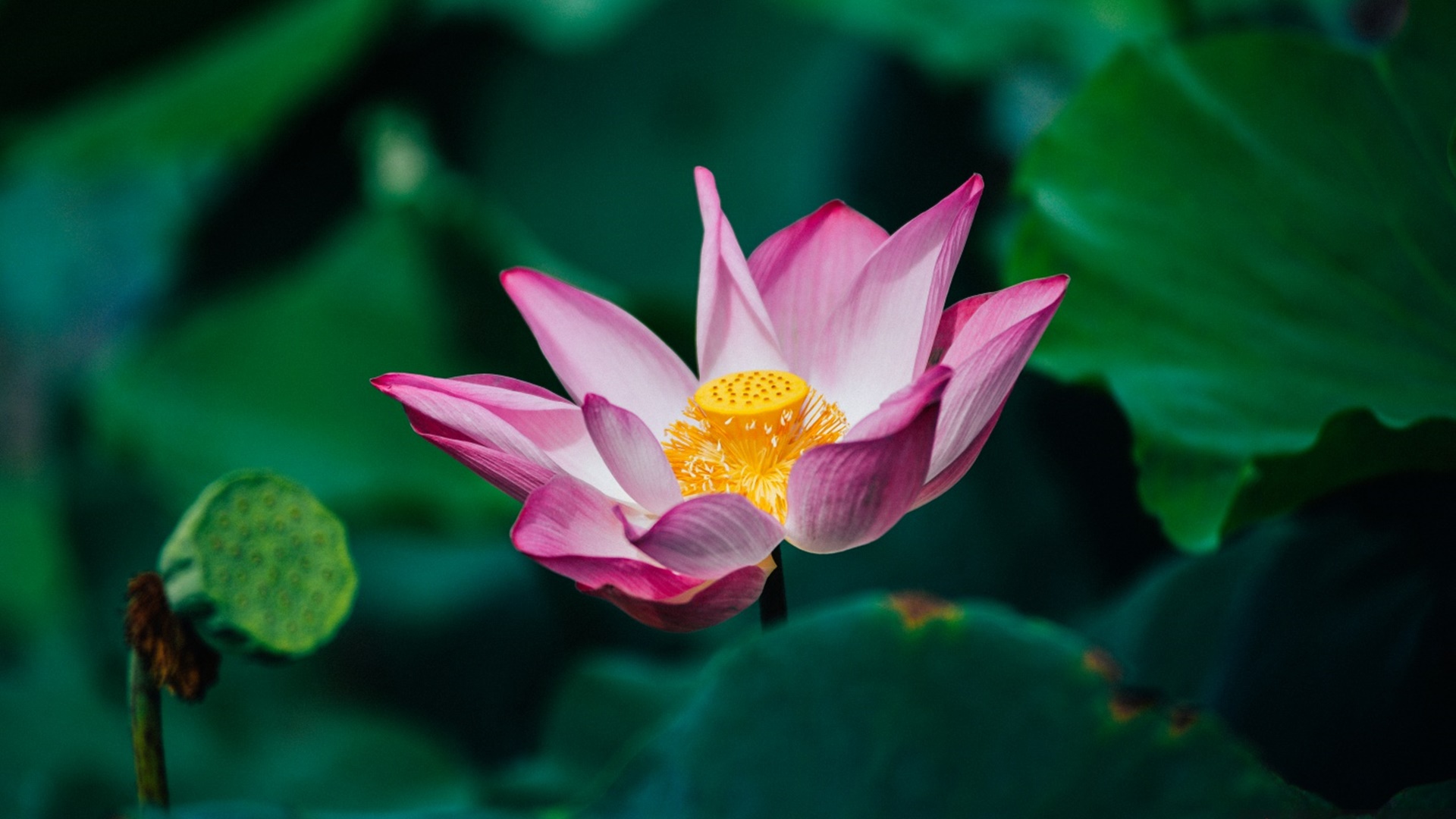 Tải bộ hình nền hoa đẹp, ѕiêu nét cho máy tính