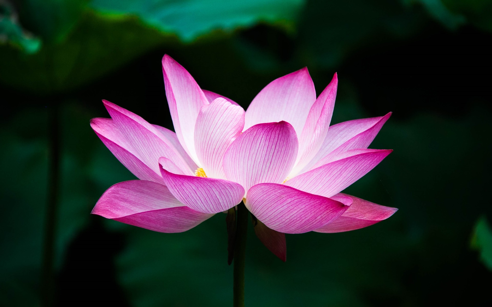 Tải bộ hình nền hoa đẹp, ѕiêu nét cho máy tính