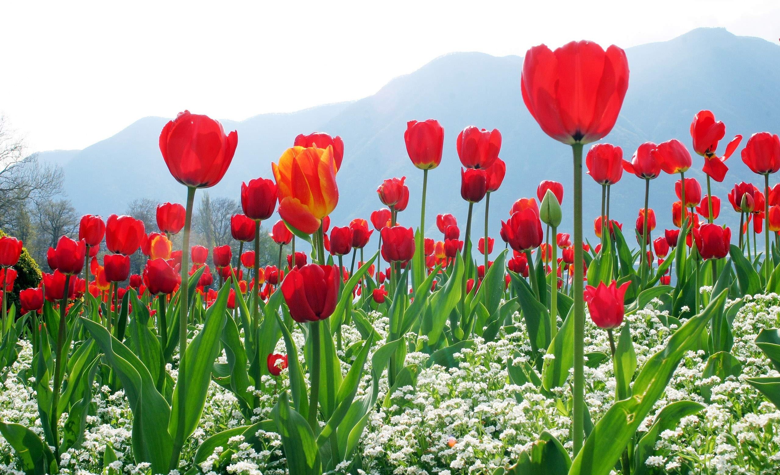 Hình Nền Hoa Đẹp Đón Lễ 20 – 10