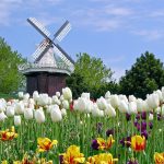 Hình Nền Hoa Đẹp Đón Lễ 20 – 10