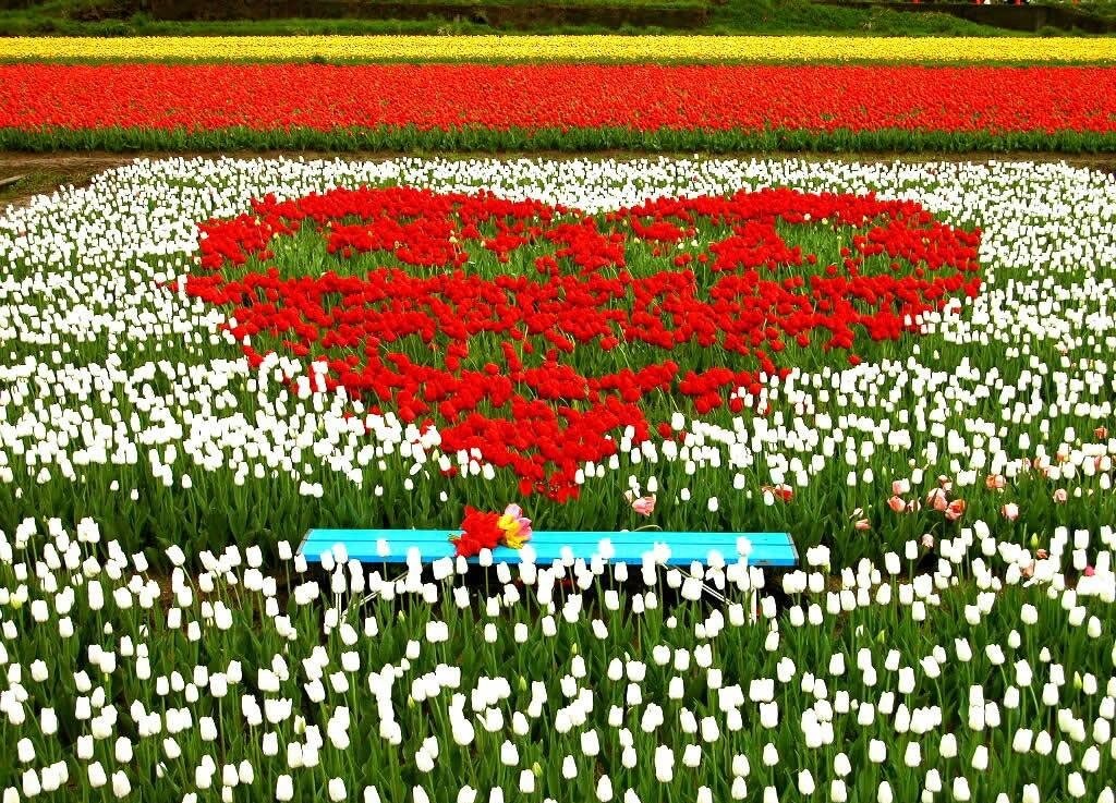 Hình Nền Hoa Đẹp Đón Lễ 20 – 10