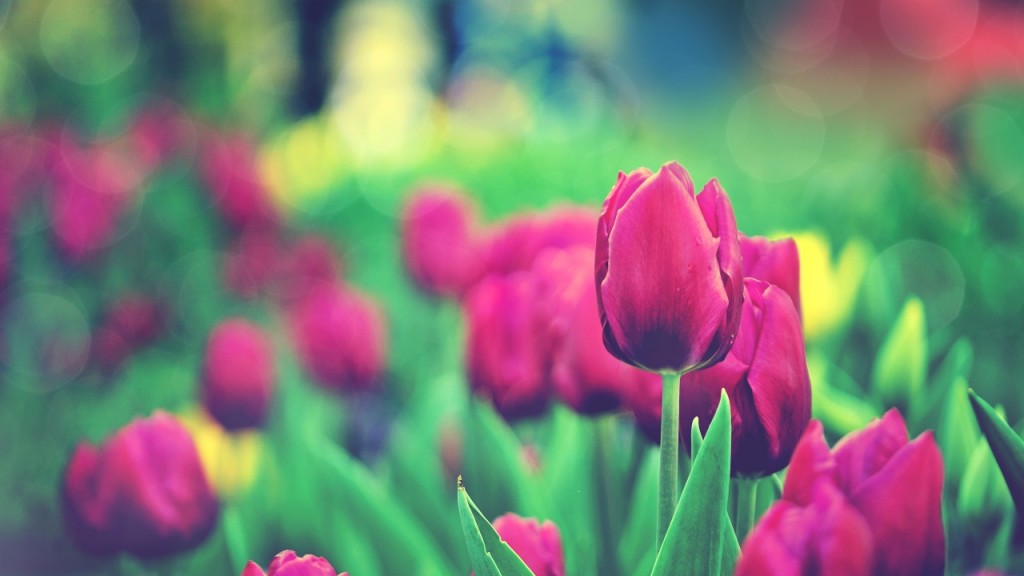 15 Hình Nền Hoa Tulip Đẹp