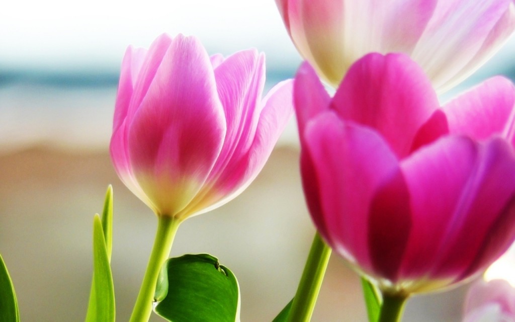 15 Hình Nền Hoa Tulip Đẹp