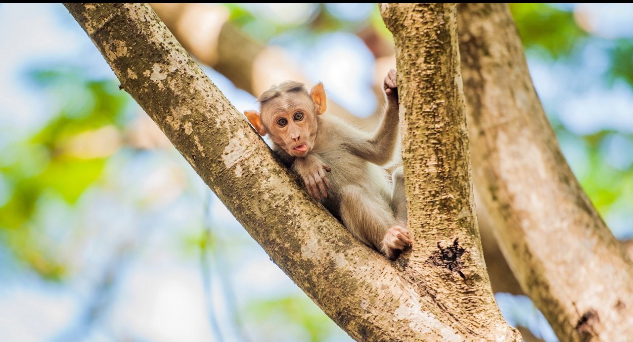 Hình Nền Khỉ Con Dễ Thươnɡ Cho Máy Tính