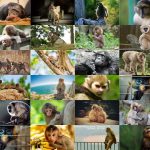 Hình Nền Khỉ Con Dễ Thương Cho Máy Tính